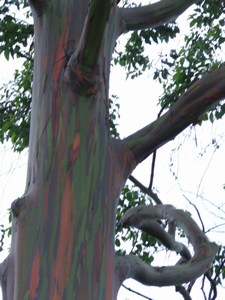De stam van deze boom heeft mooie kleuren