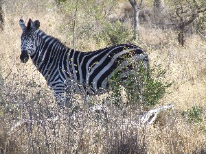 De zebra kijkt ons nieuwsgierig aan