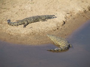 Vanaf de brug zien we de krokodillen goed liggen