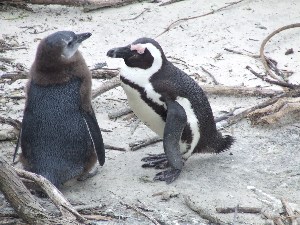 Pinguins aan het strand net onder Kaapstad