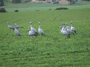 Blauwe kraanvogels in grote groepen aanwezig